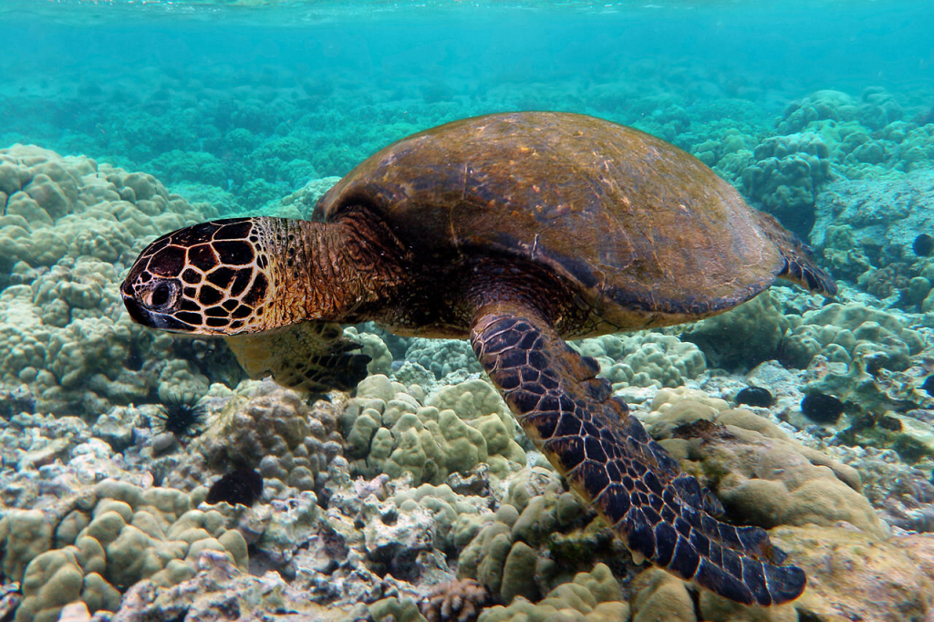 L'ONG Nature Seychelles a annoncé avoir terminé avec succès les tests d'un appareil qui sera utilisé pour surveiller les nids de tortues