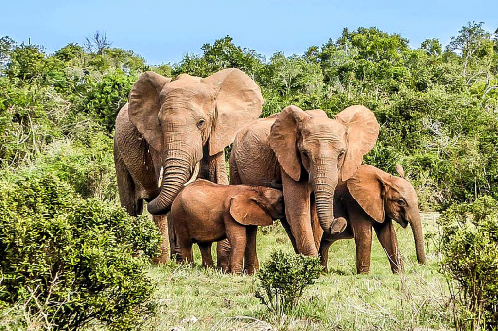 La Côte d'ivoire est actuellement en train de mettre en place une plateforme intergouvernementale scientifique et politique sur la biodiversité et les services écosystémiques (IPBES).