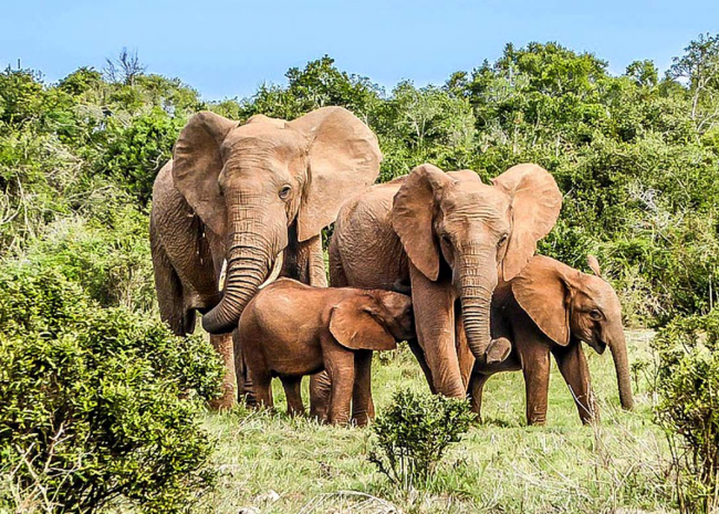 La Côte d'ivoire est actuellement en train de mettre en place une plateforme intergouvernementale scientifique et politique sur la biodiversité et les services écosystémiques (IPBES).