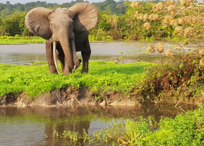Gabon - trouver des solutions sur la problématique du conflit homme-éléphant et la vente du bois coupé de façon illégale