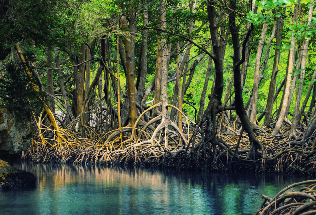 ... cartographie des mangroves à Maurice en utilisant des données de terrain et des techniques de télédétection ...