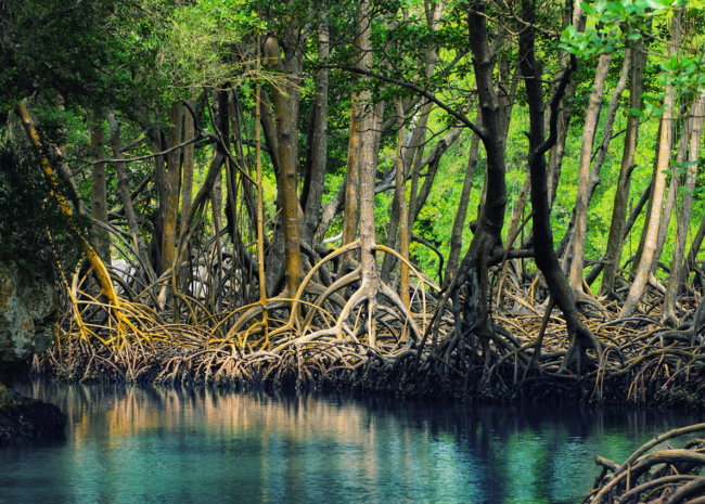 ... cartographie des mangroves à Maurice en utilisant des données de terrain et des techniques de télédétection ...