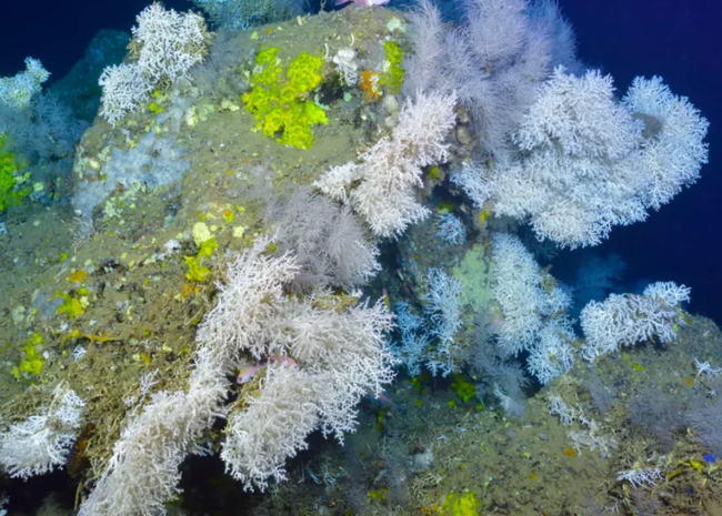 ... le moyen idéal pour atténuer le blanchissement des coraux et le changement climatique dans l'océan Indien.