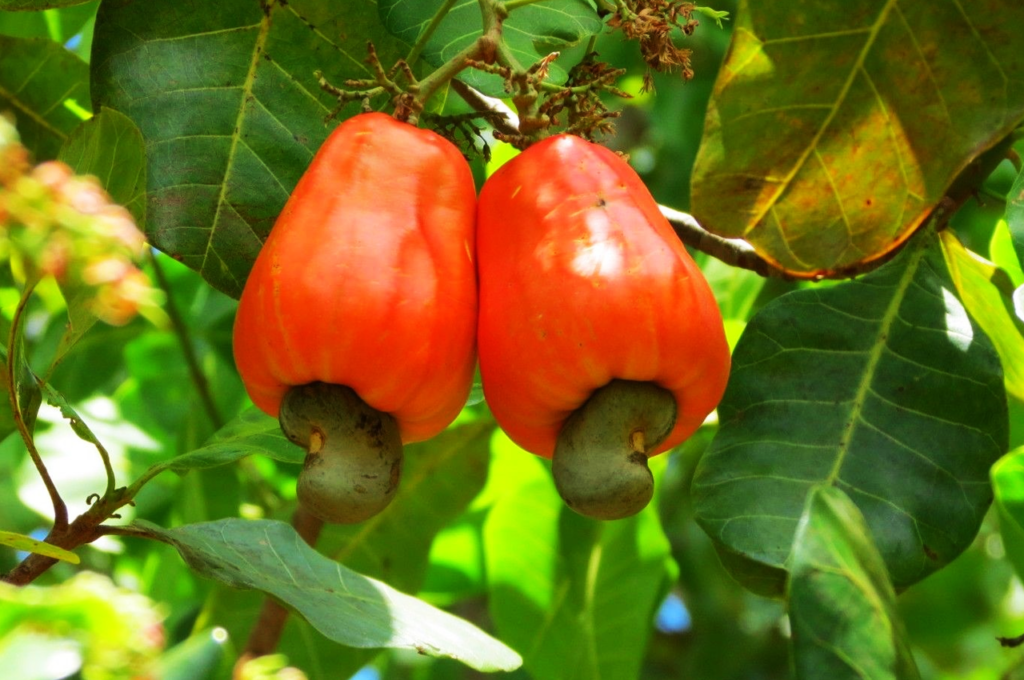 Le projet de Promotion des filières horticoles au Togo (PROFIT) pour soutenir et renforcer la durabilité des secteurs horticole et maraîcher