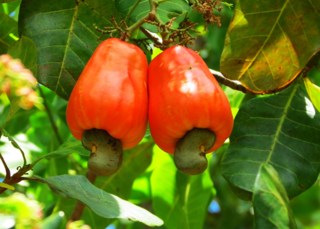 Le projet de Promotion des filières horticoles au Togo (PROFIT) pour soutenir et renforcer la durabilité des secteurs horticole et maraîcher