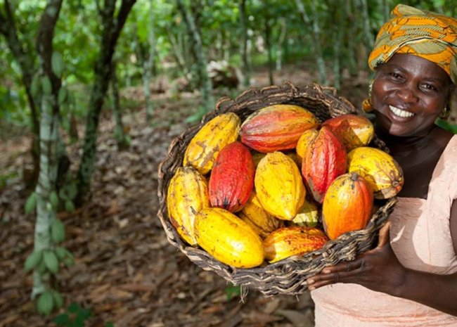 ... la Côte d'ivoire affirme pouvoir miser sur une stratégie nationale de cacao durable et d’une politique nationale pour le cacao durable