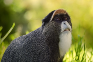 « Legal Hub », ... renforcer les protocoles de gestion durable de la faune et de la préservation de la biodiversité.