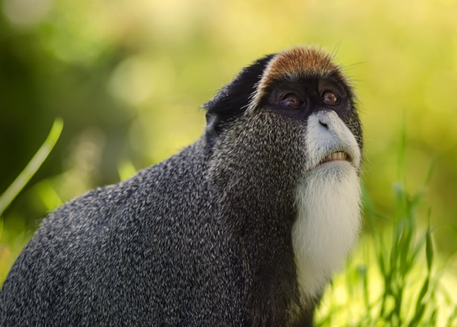 « Legal Hub », ... renforcer les protocoles de gestion durable de la faune et de la préservation de la biodiversité.