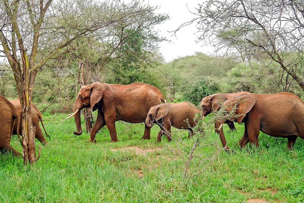 Le Gabon a acté le lancement de la première phase du programme NaturAfrica, un projet ambitieux de conservation et de valorisation de la biodiversité dans le pays.